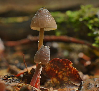 Prachtmycena  (zeldzaam)