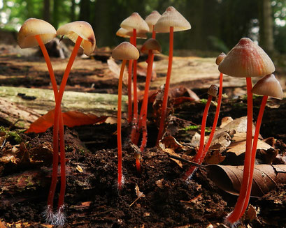 Prachtmycena  (zeldzaam)