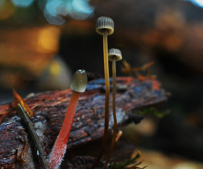 Prachtmycena  samen met een Tonnetjesmycena 