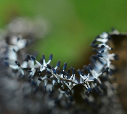 Witpootglinsterkopje - Diachea leucopodia (zeldzaam)