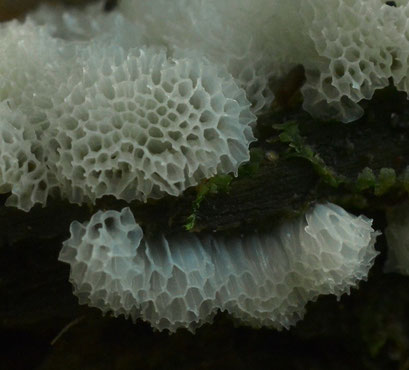 Ceratiomyxa porioides (zeldzaam)