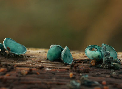 Kopergroenbekerzwam - Chlorociboria aeruginosa