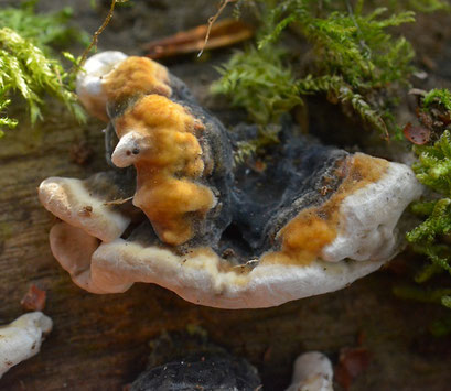 Gewoon elfenbankje - Trametes versicolor