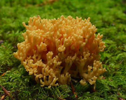 Beukenkoraalzwam - Ramaria subbotrytis