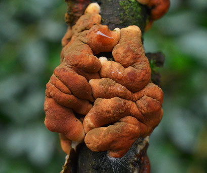 Rozetkussentjeszwam - Hypocreopsis lichenoides