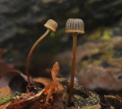 Tonnetjesmycena - Mycena picta (zeldzaam)