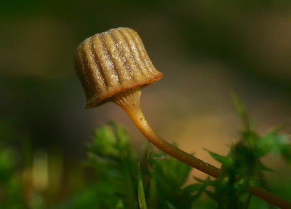 Tonnetjesmycena - Mycena picta (zeldzaam)