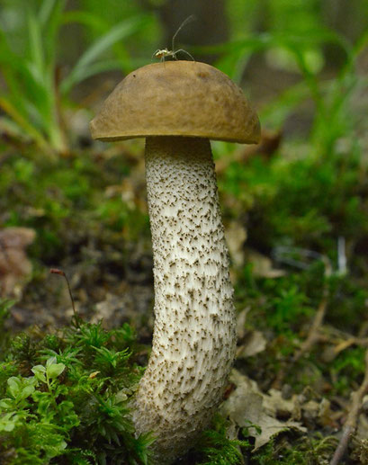 Haagbeukboleet - Leccinum griseum  (Duitsland) 