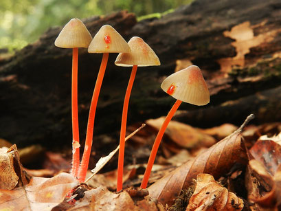 Prachtmycena  (zeldzaam)