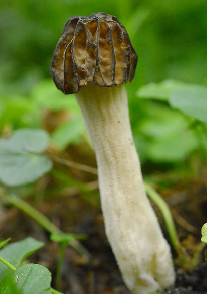 Kapjesmorielje - Morchella semilibera