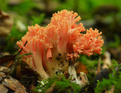 Beukenkoraalzwam - Ramaria subbotrytis