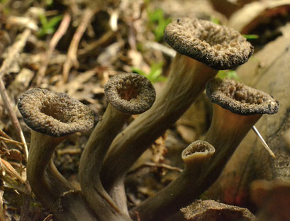 Hoorn van overvloed- Craterellus cornucopioides (Duitsland) 