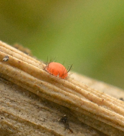 VOLUTELLA MELALOMA