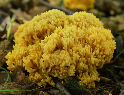 Goudgele koraalzwam - Ramaria aurea (zeer zeldzaam)