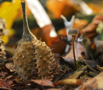 Tonnetjesmycena - Mycena picta (zeldzaam)