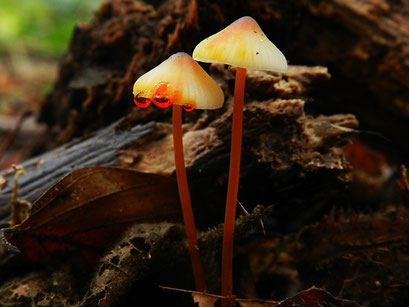 Prachtmycena  (zeldzaam)