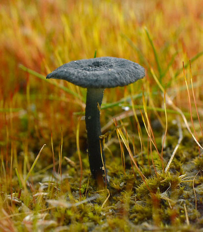 Blauwgroen trechtertje - Omphalina chlorocyanea