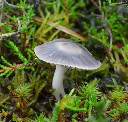 Violetgrijze wasplaat - Hygrocybe lacmus (zeldzaam)