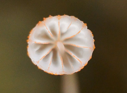 Varenmycena (zeldzaam)