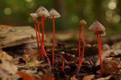 Prachtmycena  (zeldzaam)