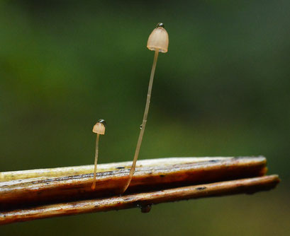 Varenmycena (zeldzaam)