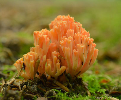 Beukenkoraalzwam - Ramaria subbotrytis