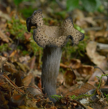 Hoorn van overvloed - Craterellus cornucopioides  (Duitsland) 