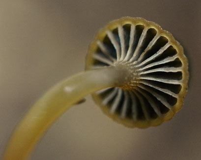 Tonnetjesmycena - Mycena picta (zeldzaam)