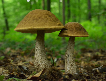 Haagbeukboleet - Leccinum griseum  (Duitsland) 