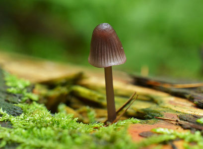 Purperbruine mycena 