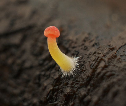 Oranje dwergmycena 