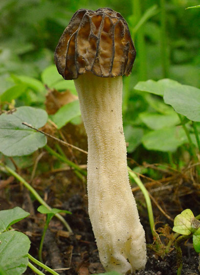 Kapjesmorielje - Morchella semilibera