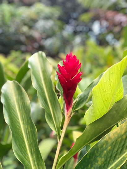 Alpinia réunion 