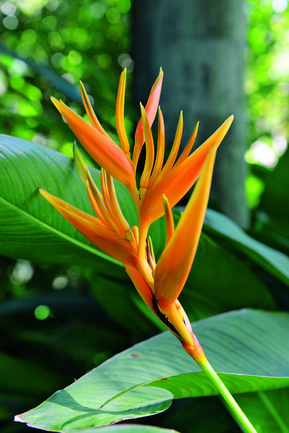 Heliconia réunion 