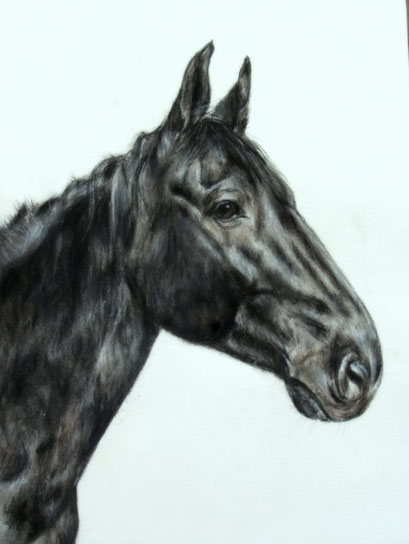 Pferdeportrait mit Pastellkreide gezeichnet