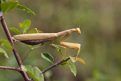 Gottesanbeterin (Mantis religiosa)