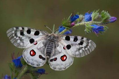 Apollofalter (Parnassius Apollo)