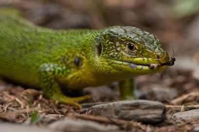 Smaragdeidechse (Lacerta bilineata) 