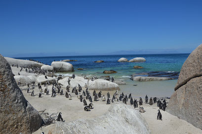 Pinguine im Naturschutzgebiet bei Simons Town