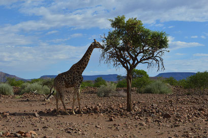 Giraffe vor Palmwag