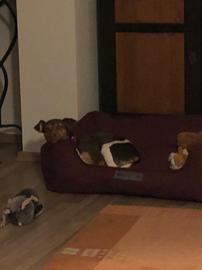 29.1.2021 - Emely im neuen Körbchen