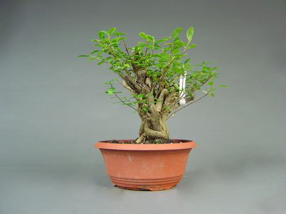 Liguster, Ligustrum, Bonsai Yamadori, Outdoor-, Freilandbonsai