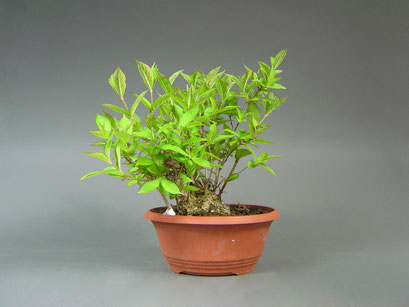 Weigelie, Weigela, Bonsai Yamadori, Outdoor-, Freilandbonsai