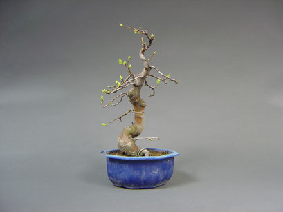 Quitte, Cydonia oblonga, Outdoor - Bonsai, Freilandbonsai, Rohling