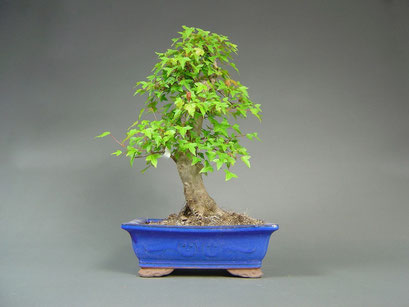 Dreispitzahorn, Acer buergerianum, Japan, Outdoor - Bonsai, Freilandbonsai, Solitär