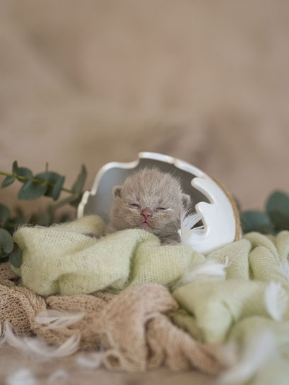 Bella, Mädchen, lilac, vergeben