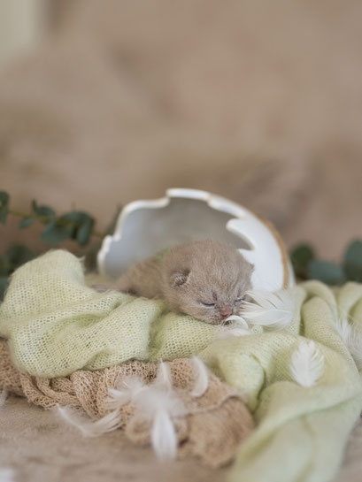 Betty, Mädchen, lilac, vergeben