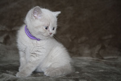 Bella, Mädchen, lilac, vergeben