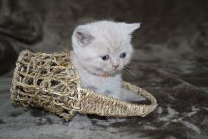 Bucky, Junge, lilac, vergeben