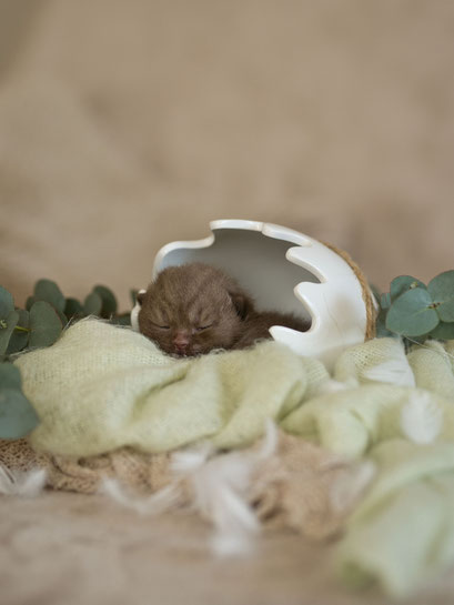 Bruce, Junge, chocolate, vergeben